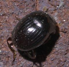 Pseudocanthon perplexus