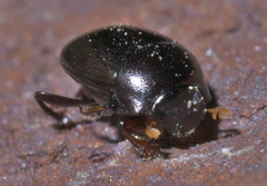 Pseudocanthon perplexus