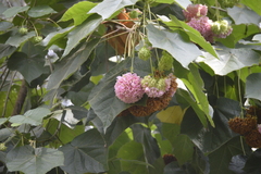 Dombeya × cayeuxii