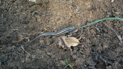 Heremites vittatus