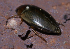 Copelatus chevrolati