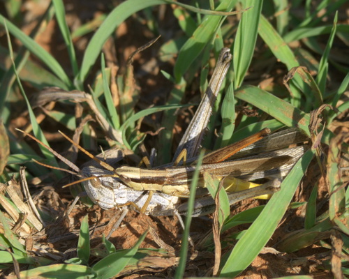 Two-Striped Mermiria Grasshopper