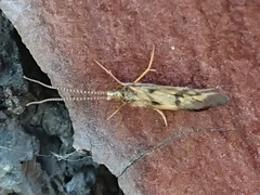 Conoesucidae