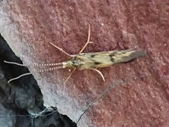 Conoesucidae