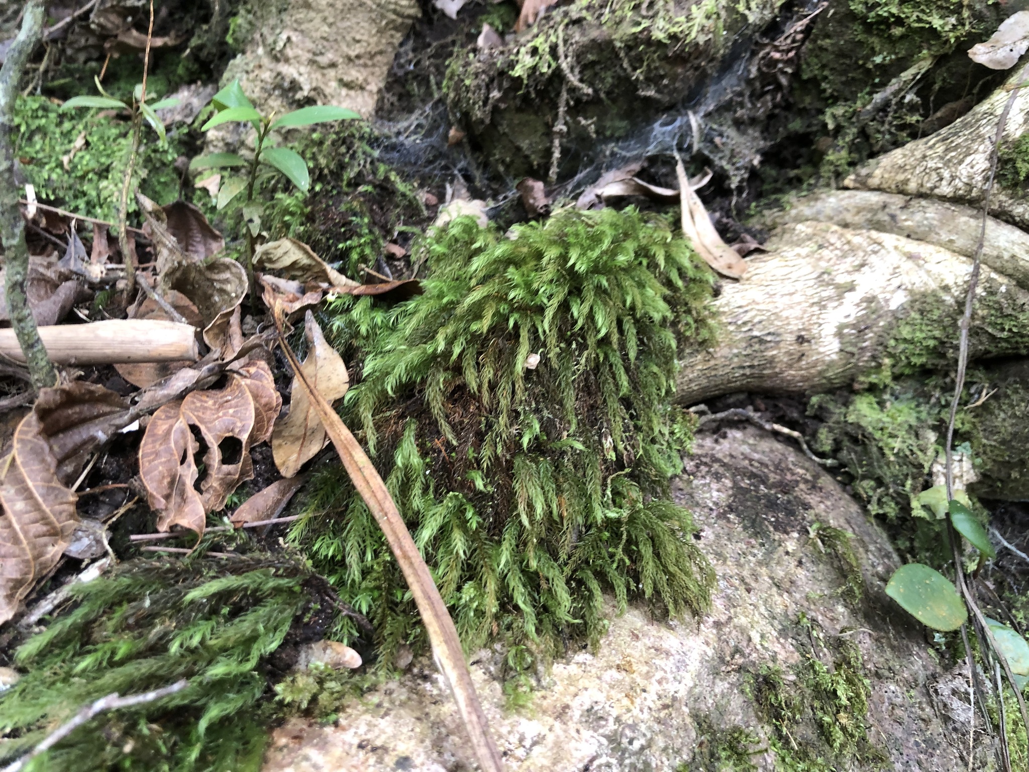 Pyrrhobryum spiniforme