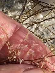 Thyroscyphus ramosus