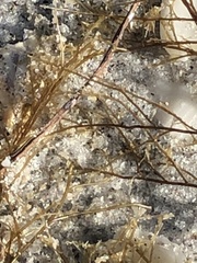 Thyroscyphus ramosus