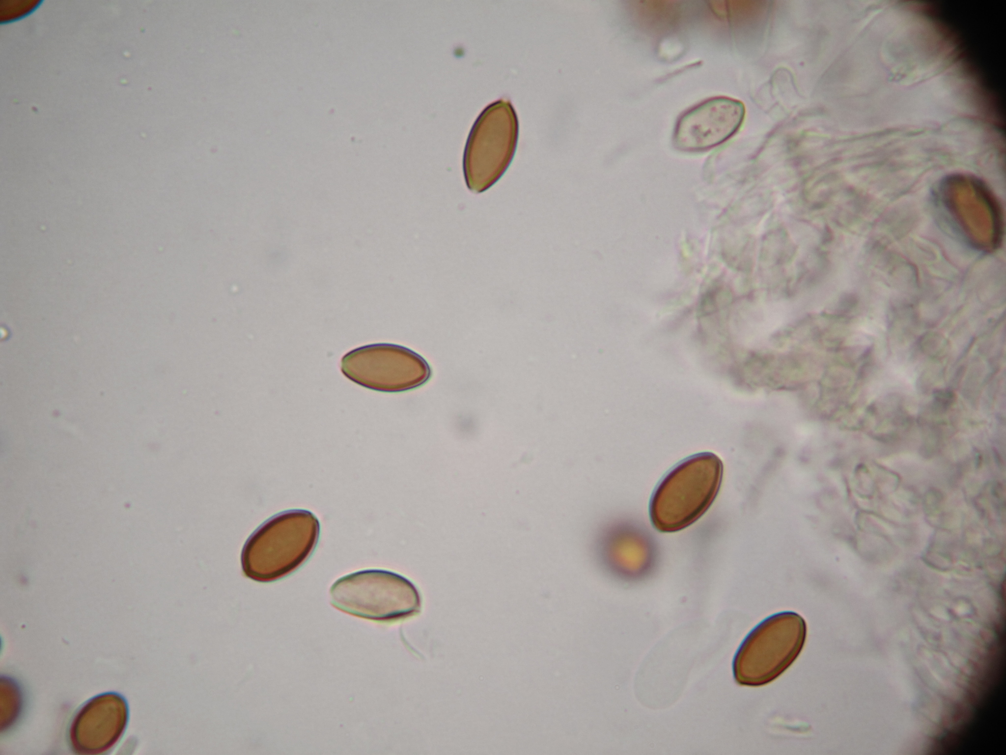 Psilocybe hoogshagenii image