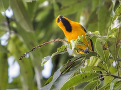 Icterus nigrogularis