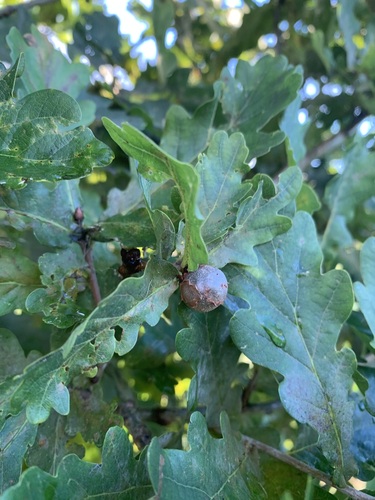 Cola Nut Gall Wasp, Gelderland, NL, photo 8 of 10
