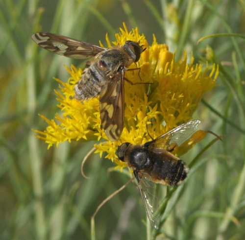 Williston's bee fly photo 4