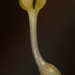 Ceropegia panchganiensis - Photo (c) S.MORE, μερικά δικαιώματα διατηρούνται (CC BY-NC), uploaded by S.MORE