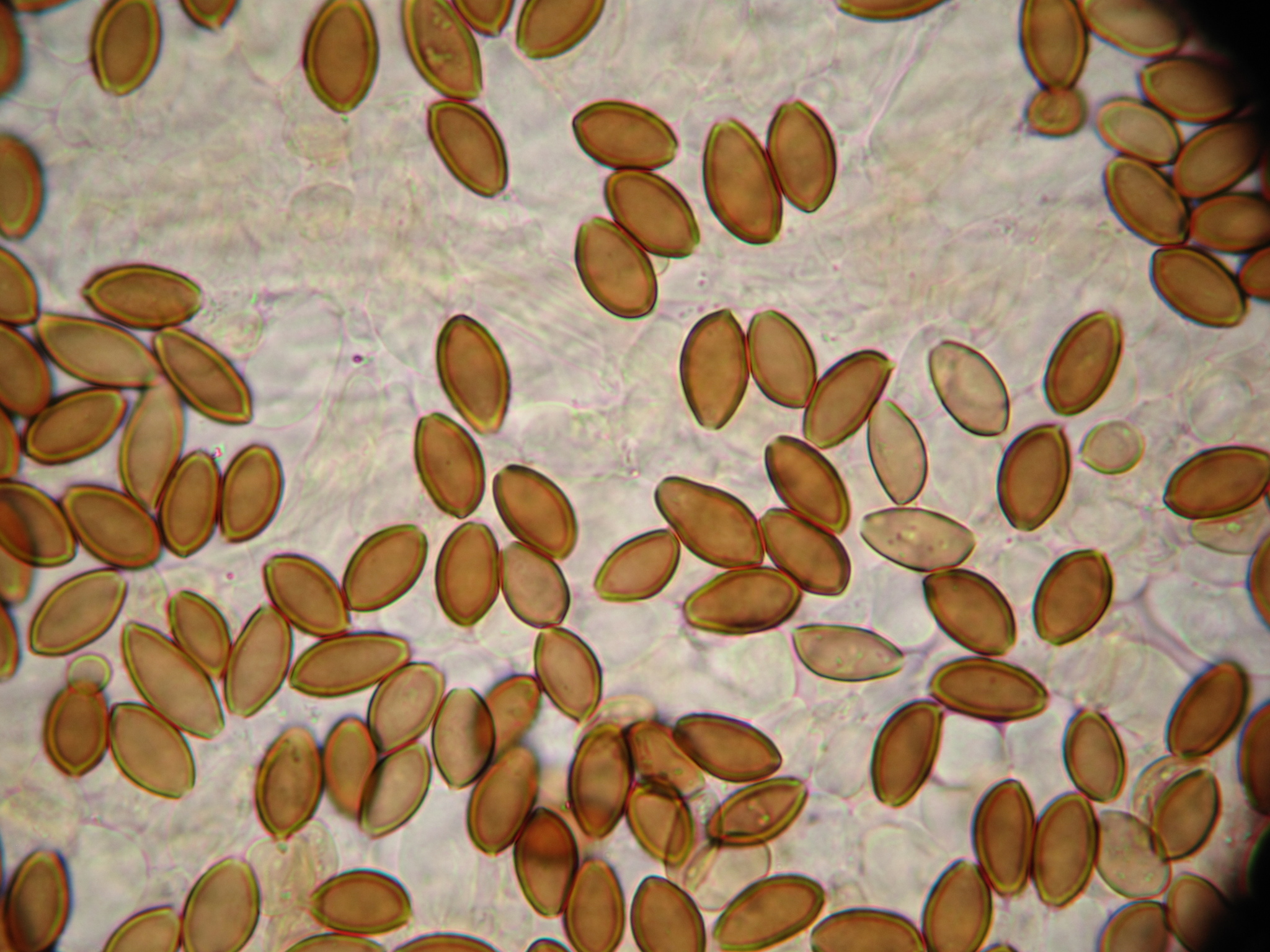 Psilocybe hoogshagenii var. convexa image