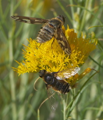 Poecilanthrax willistonii