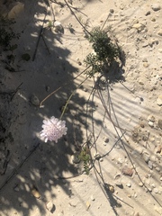 Scabiosa incisa