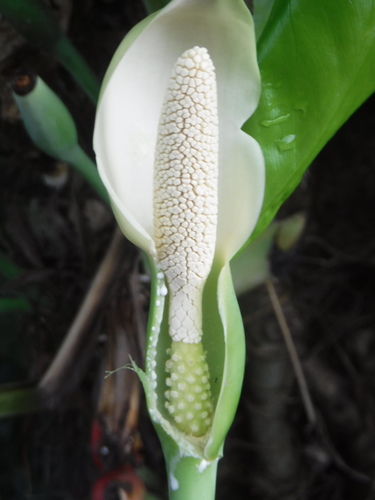 Syngonium podophyllum