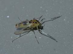 Isocladius