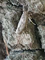 Phaeosaces