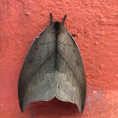 Automeris belti