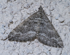 Perizoma custodiata