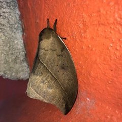 Automeris belti