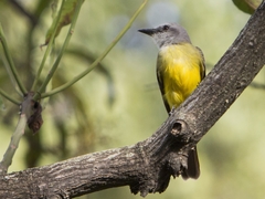 Tyrannus melancholicus