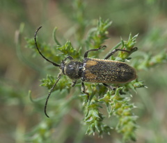 Crossidius hirtipes wickhami