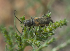 Crossidius hirtipes wickhami
