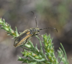 Crossidius hirtipes wickhami