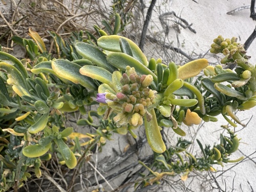 Beach Sunspurge (Heliophila cinerea)