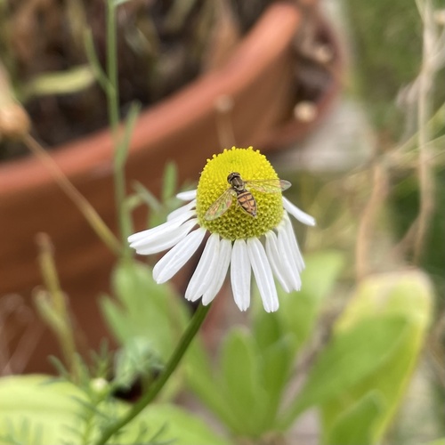 Unknown species found near Cook County, US-IL, US