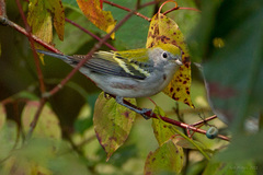 Chestnut-Sided Warbler photo 6