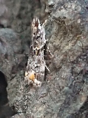 Eudonia minualis