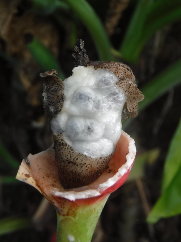 Syngonium podophyllum