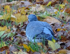Columba palumbus