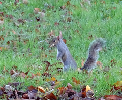 Sciurus carolinensis