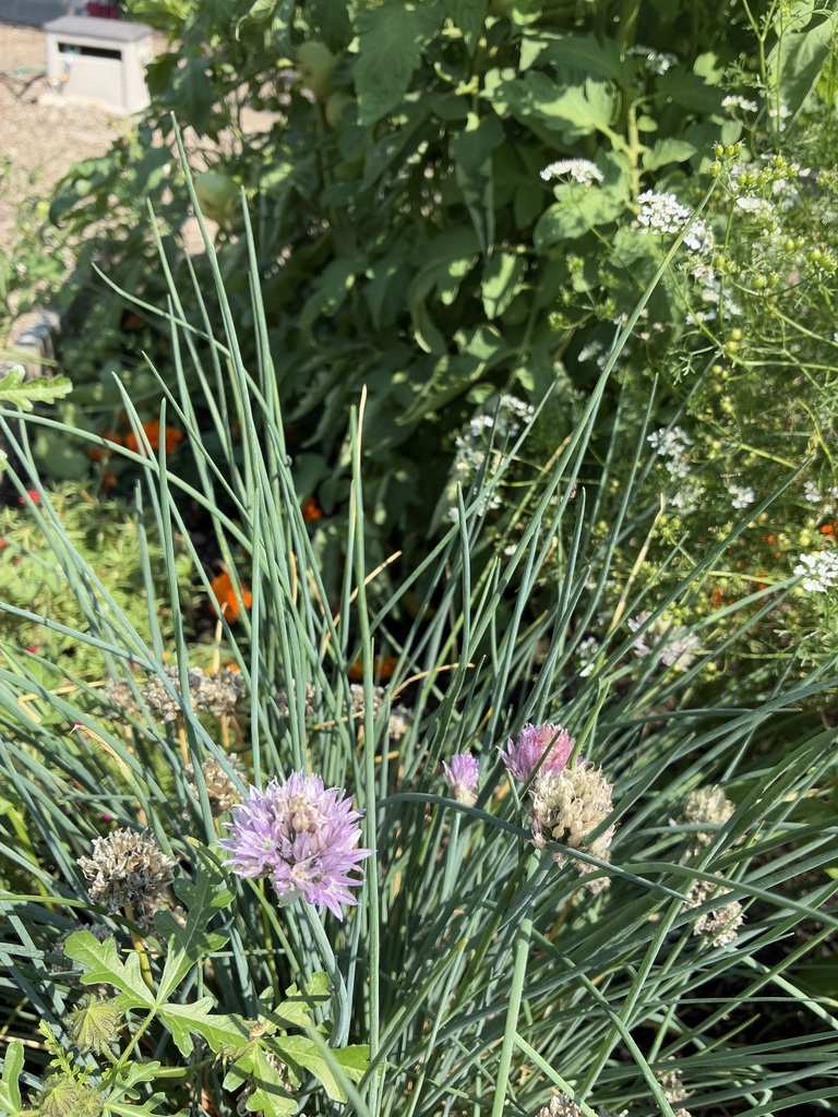 Allium schoenoprasum