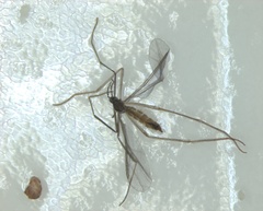 Nematocera