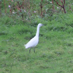 Little Egret