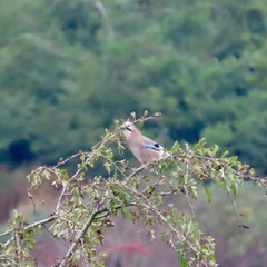Eurasian Jay