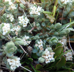 Pimelea mesoa macra