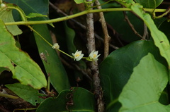 Antigonon flavescens, photograph (c) Carlos Domínguez-Rodríguez, some rights reserved (CC BY)
