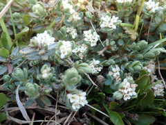 Pimelea mesoa macra