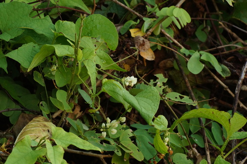Antigonon flavescens, photograph 6