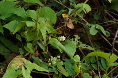 Antigonon flavescens, photograph (c) Carlos Domínguez-Rodríguez, some rights reserved (CC BY)