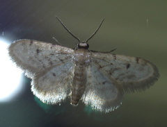 Idaea bonifata