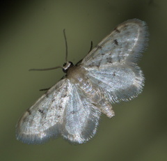 Idaea bonifata