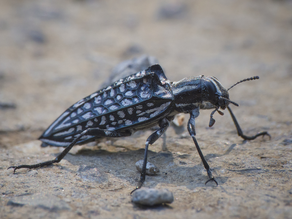 Homocyrtus bonni