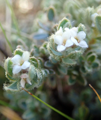 Pimelea mesoa macra