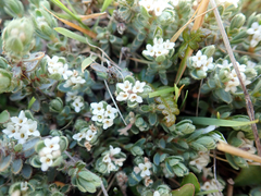 Pimelea mesoa macra